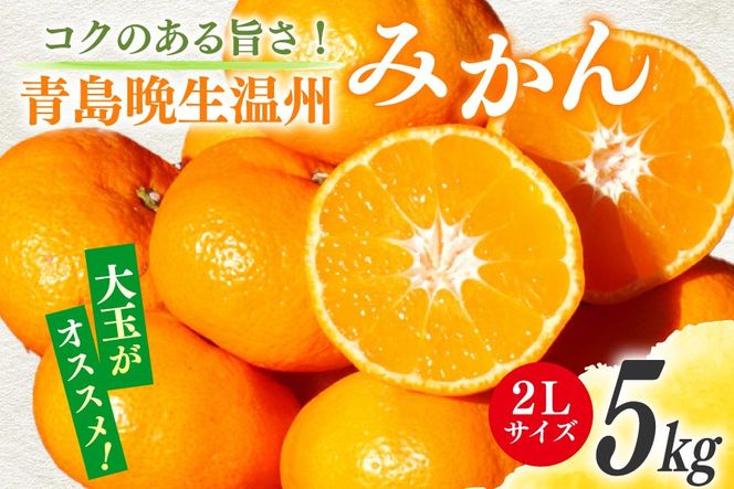 【期間限定発送】 みかん 5kg コクのある甘さ うまぁ〜い！！青島晩生温州みかん 2L [黒田農園 宮崎県 日向市 452061302] 果物 フルーツ ミカン 蜜柑 柑橘