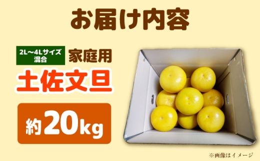 【先行予約】土佐文旦家庭用 約20kg 2L-4Lサイズ混合＜2027年1月下旬から順次発送＞ / ぶんたん ブンタン 文旦 フルーツ 柑橘 みかん 果物 くだもの 柑橘類 デザート おやつ さっぱり おいしい 甘い お取り寄せ 国産【玉木農園】 [BQAJ010]