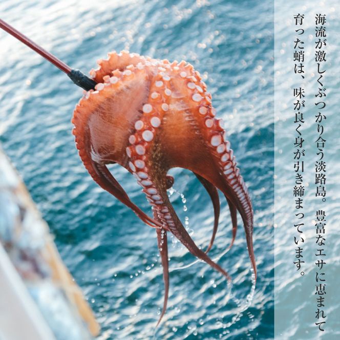 淡路島産地蛸使用　生たこ飯　２合用×３袋セット