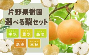 ＜ 先行予約 ＞【選べる内容量 / 品種】【最短2026年8月上旬以降発送】片野果樹園 幸水 豊水 新星 かおり 新高 王秋 梨 約 3kg 5kg 幸水梨 なし ナシ フルーツ 果物 旬 産地直送 国産 茨城県 こうすい ほうすい しんせい にいたか おうしゅう
