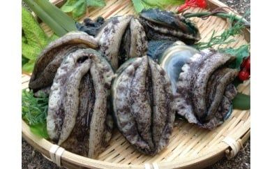 やわコリ食感紀州活アワビ【19-20個入】｜ 海産物 海鮮 魚介類 鮑 おかず あわび 高級食材 養殖 国産 産地直送 鮮貝 美浜町