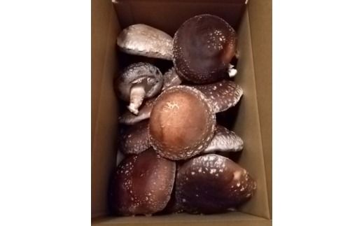 【年内出荷】数量限定 原木椎茸「金山かぐや」射水市金山産 /おせち材料 正月 料理 きのこ 野菜 山菜/富山県射水市 ※2025年12月中旬～2026年4月下旬頃に順次発送予定