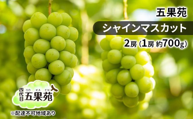 ぶどう 2026年 先行予約 シャイン マスカット 2房（1房 約700g）  ぶどう フルーツ 果物 贈り物 ギフト 岡山 五果苑 減農薬 甘い 美味しい 人気 種なし 皮ごと ご進物 最適 