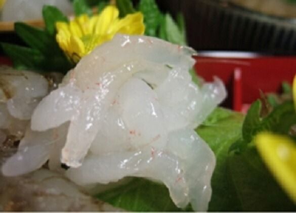 ぷりぷりっ！贅沢4点セット（シロエビ刺身・殻付きシロエビ・シロエビ・甘えび昆布〆）