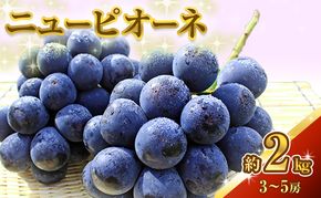 ニュー ピオーネ 約2kg 3～5房 ぶどう 葡萄 フルーツ 岡山 高梁市産 2026年 先行予約 果物類 果物 