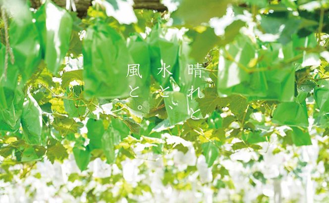 厳選 シャインマスカット 2房 合計1.1kg以上 産地直送 朝採れ ぶどう 葡萄 Kawahara Green Farm 岡山県産 2026年 果物 フルーツ 果汁たっぷり ジューシー 種なし 