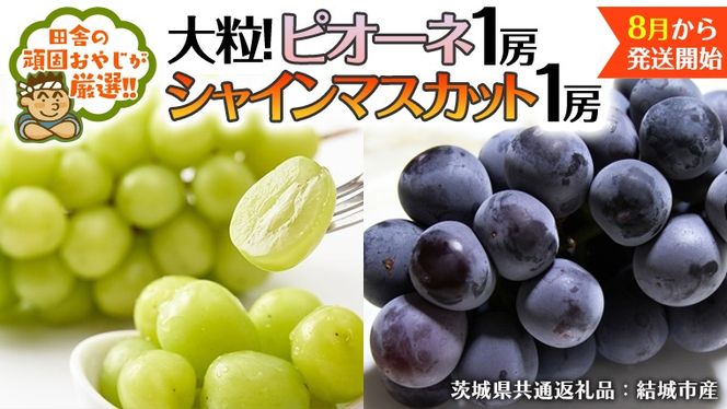 シャインマスカット と ピオーネ （各種1房ずつ） 【2026年8月より発送開始】（茨城県共通返礼品 [ぶどう]：結城市産） シャインマスカット マスカット ぶどう ブドウ 葡萄 ピオーネ 種なし 大粒 高糖度 ギフト 甘い 美味しい [BI312-NT]