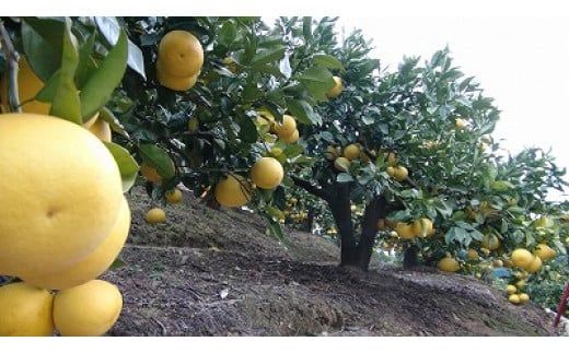 【先行予約】【訳あり】三愛果樹園の土佐文旦　約5kg / 土佐文旦 みかん 柑橘 ぶんたん ブンタン 果物 フルーツ 〈2027年2月上旬から順次発送〉【三愛果樹園】