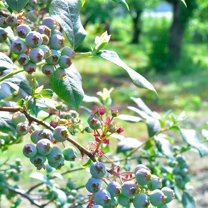 北海道 仁木町産 冷凍 ブルーベリー 250g×4袋 [ 北海道産 国産 ベリー フルーツ 果樹 くだもの 果物 冷凍果実 ]