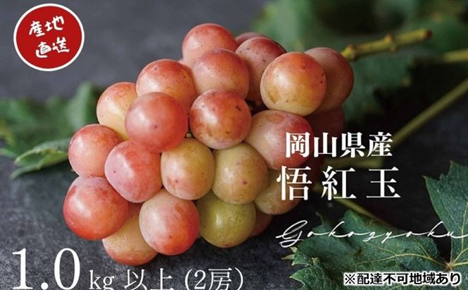 ぶどう 悟紅玉 旧ゴルビー 2房 合計1.0kg以上 産地直送 朝採れ ぶどう 葡萄 岡山 Kawahara Green Farm 岡山県産 2026年 