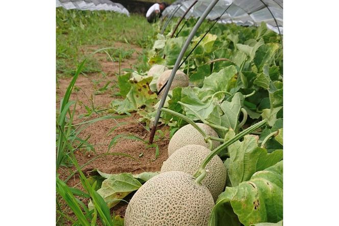 【先行予約／数量限定15】カスタネットメロン1玉(2026年7月中旬～発送)　FK00013