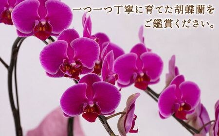 胡蝶蘭 ミディ 2本立ち 糸島市 / 平野園芸 花 生花 [AMI002] 胡蝶蘭 蘭 生花 花 ギフト 贈り物 お祝い ミディ 自家用 自宅用 ピンク