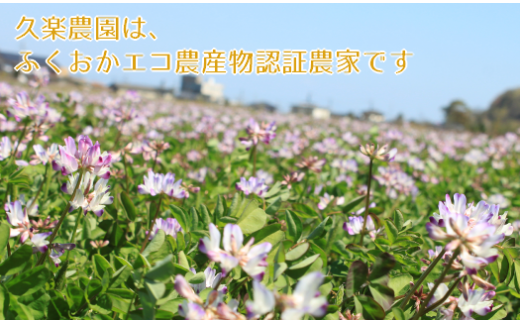 【先行予約】レンゲ 栽培米 夢つくし 10kg 【2025年10月以降順次発送】《築上町》【久楽農園】 [ABAT002]