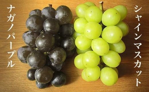 【訳あり】シャインマスカット ＆ ナガノパープル 約1.5kg 3～5房 ［小布施屋］家庭用 規格外 不揃い 傷 果物 フルーツ ぶどう 葡萄 ブドウ 数量限定 期間限定 クール便 冷蔵便 令和7年産 【2025年9月中旬～10月下旬発送】 ［A-218］