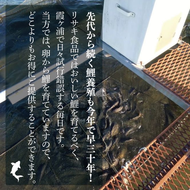 【2025年10月より順次発送】鯉の甘煮 5切セット｜鯉 鯉料理 甘煮 鯉の甘煮 煮魚 魚介 おかず セット 茨城県 行方市(HF-2)