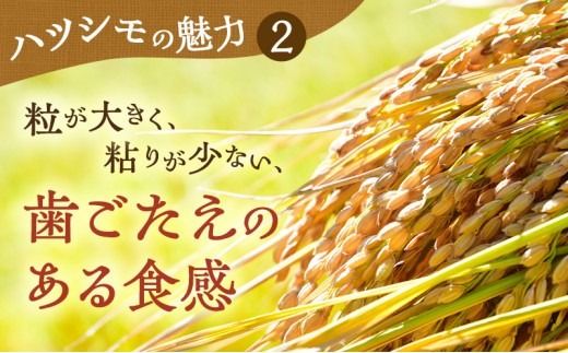 【先行予約】【定期便】新米 米 10kg ハツシモ【3カ月連続】令和8年産 岐阜県産 | 米 お米 白米 新米 精米 ハツシモ  ごはん ご飯 白飯 米 こめ コメ ライス 初霜 はつしも おにぎり お弁当 寿司 炊き込みご飯 ブランド米 幻の米 国産 岐阜 瑞穂市 ※2026年12月～発送