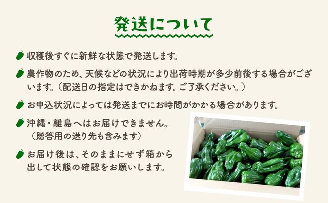 農家さん応援！ 【訳あり】 ピーマン 1kg 2kg 選べる内容量 JGAP取得 農家直送 福島県 田村市 株式会社Mファーム