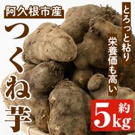＜先行予約受付中！2026年11月中旬以降順次発送予定＞つくね芋(大薯)(約5kg) 鹿児島県 阿久根市 つくね芋 大薯 だいじょ大和芋 山芋 とろろ【松永青果】akn053-12