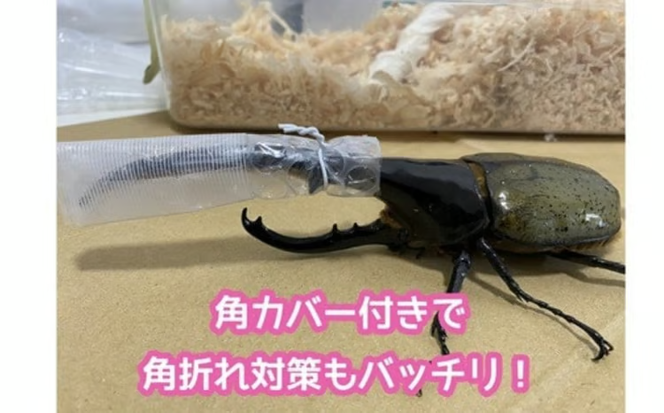 ヘラクレスオオカブト 成虫ペア オス（150mm台）メス（60mm以上） / ヘラクレス カブトムシ 昆虫 真庭市 生体 飼育 生き物 生物 岡山県【hrkrs001-01】