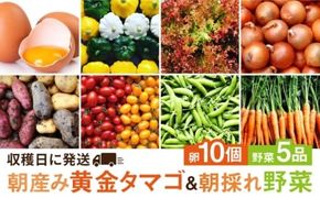 糸島の朝産み黄金タマゴ10個 朝どれ新鮮野菜5品 セット【福岡県糸島産】 糸島市 / オーガニックナガミツファーム 玉子 やさい 	[AGE046]