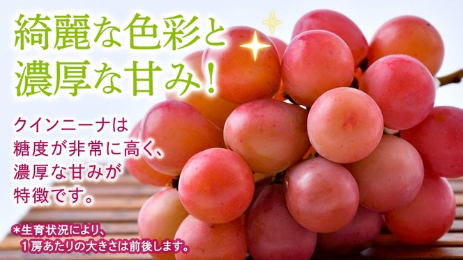 ＼選べる内容量／ クインニーナ 約1.3kg ～ 5kg 【2026年8月より発送開始】（茨城県共通返礼品 [ぶどう]：結城市産） ぶどう ブドウ 葡萄 クインニーナ 種なし 皮ごと 高級 国産 ふるさと納税