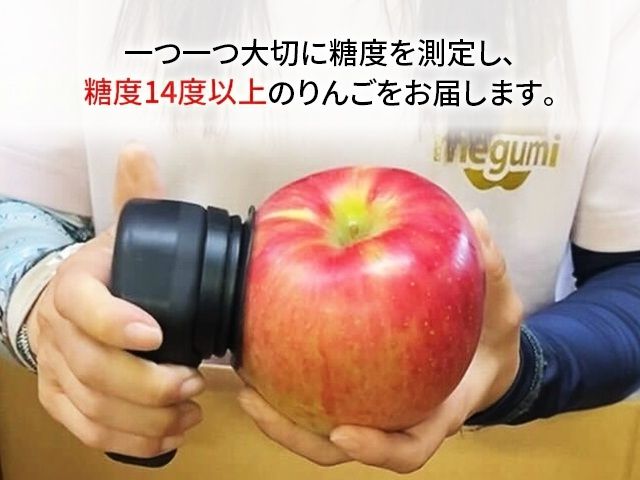 【11月中旬発送】数量限定 訳あり りんご 糖度14度以上 保証 家庭用 サンふじ 約 10kg 果物 高糖度 農家直送 megumi farm青森県 鰺ヶ沢町