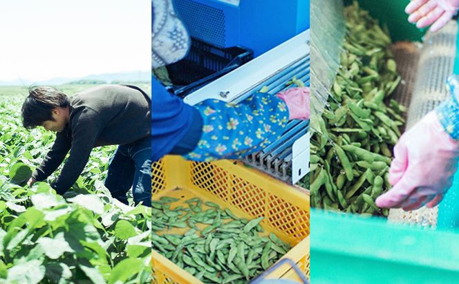 枝豆 【2026年6月発送】枝豆200g×20袋 合計4kg 福岡県大刀洗町産 豆 えだまめ 焼き枝豆 お弁当 おつまみ ※配送不可:北海道・沖縄・離島