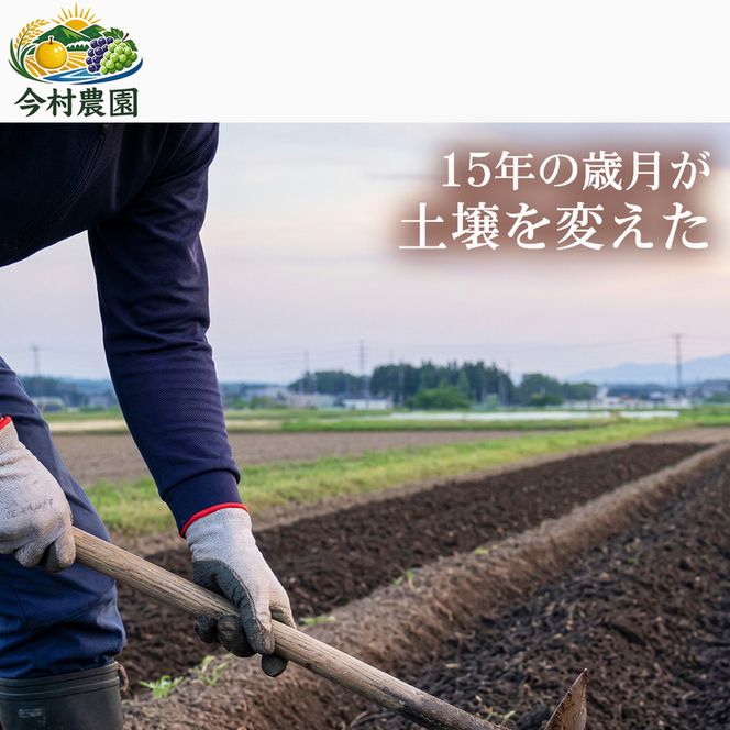 【定期便12ヶ月】【極良食味】熊本県産くまさんの輝き 5kg 1セット｜15年育成の甘み際立つブランド米 米 国産米 ブランド米 農園直送 家庭用 ギフト お取り寄せ 熊本県