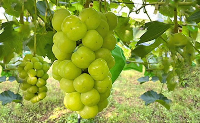 厳選 瀬戸ジャイアンツ 2～3房 合計1.6kg以上 産地直送 朝採れ ぶどう 葡萄 Kawahara Green Farm 岡山県産 2026年 先行予約