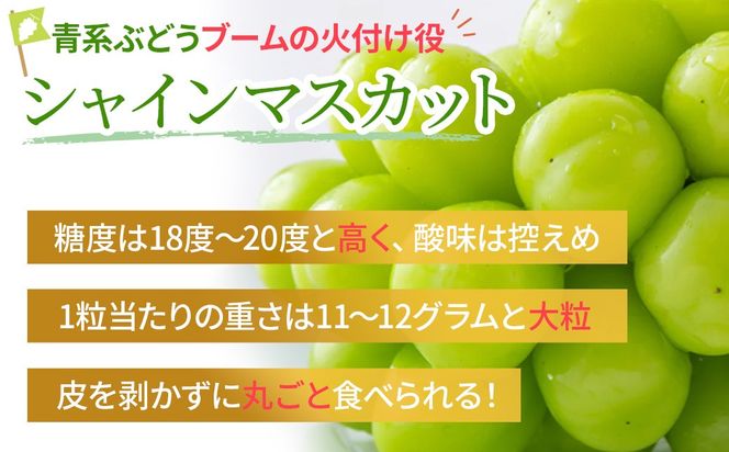 【2025年発送】訳あり 2.3kg 3房以上 シャインマスカット 先行予約 山梨県産 国産 産地直送 人気 おすすめ 贈答 ギフト お取り寄せ フルーツ 果物 くだもの ぶどう ブドウ 葡萄 わけあり ワケアリ 新鮮 甘い 皮ごと 甲斐市 BI-1