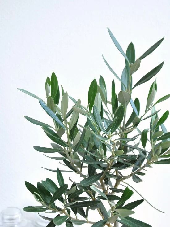 オリーブ 白色 丸型 陶器鉢【黄色小石・受皿・育て方】 オリーブの木　【室内用】　鉢植え・鉢・苗・苗木・丸鉢　結婚式で両親へのプレゼント・結婚式の記念品・両親贈呈ギフト・両親贈呈品・ウエルカムツリー　ギフト