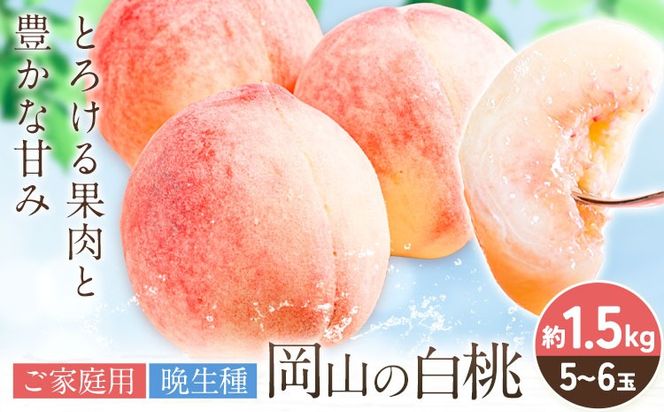 【2027年発送先行予約】ご家庭用 岡山の白桃（ 晩生種 ）約 1.5kg 5～6玉 《2027年8月上旬-8月下旬頃出荷》 晴れの国おかやま館 (つむぐ株式会社) フルーツ 果物 果実 桃 白桃 岡山県 笠岡市【配送不可地域：離島】---H-102---