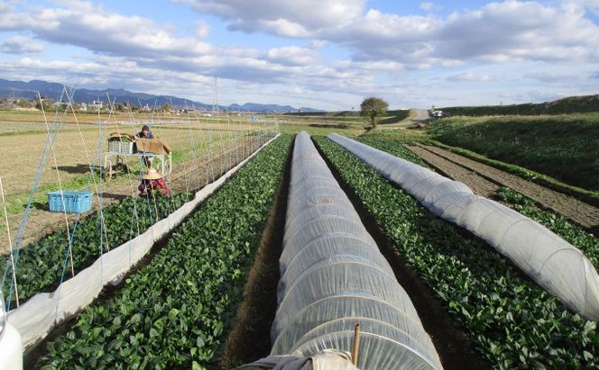 米 5kg 季節野菜 セット 玄米 ゆめつくし お米 詰合せ 福岡県産 
