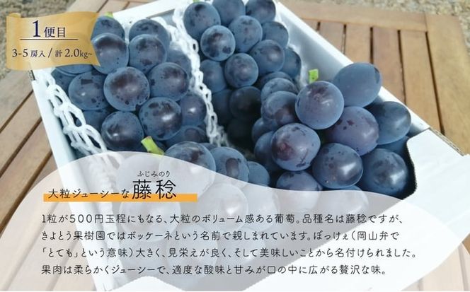 【2026年先行予約】大粒ぶどうの定期便 藤稔とシャインマスカットの人気品種２kg入の２回便(定期便)(岡山県産)【KF-T052-04】