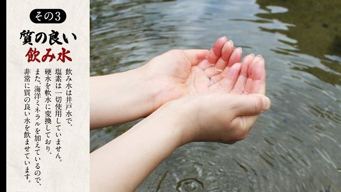 【12ヵ月 連続 定期便】王様の卵 ヨード入 20個 (15個+割れ保障5個 ) 計240個 平飼い 地鶏 有精卵 濃厚 卵 こだわり卵 たまご  頒布会 定期 [AU007us]