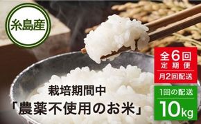 【全6回(月2回)定期便】栽培期間中 農薬不使用のお米 ヒノヒカリ 10kg 糸島市 シーブ [AHC008] お米 10kg 送料無料 ギフト 10キロ 無農薬 米 おにぎり 定期便