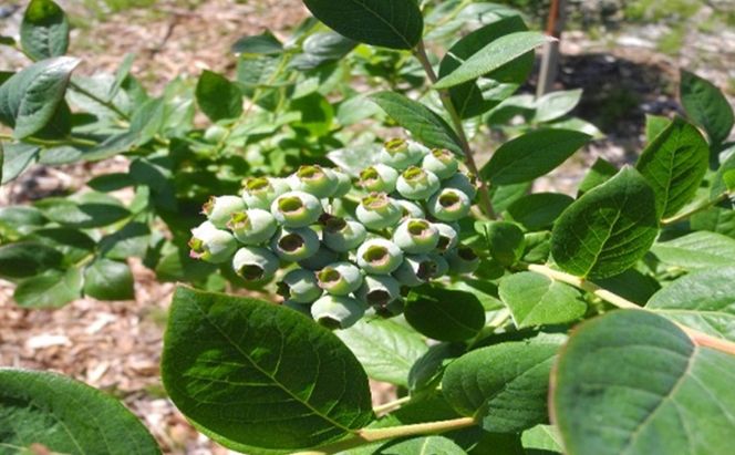 先行予約 2026年発送 信州小諸産 大粒生ブルーベリー 約1.2kg 12パック入 長野県産 果物 フルーツ 風味豊か 小諸市