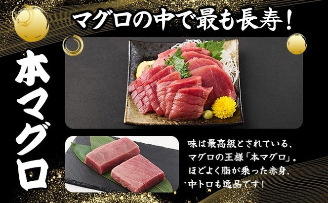 厳選本マグロ赤身、中トロ食べくらべ【誉丸】　mh016