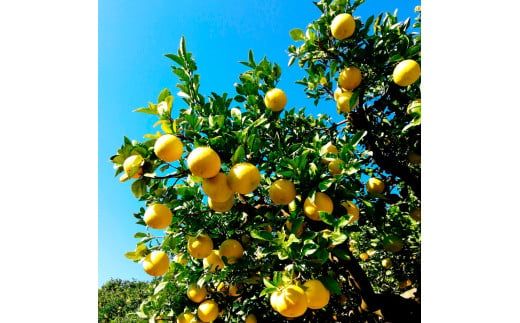 【先行予約】マルツジ果樹園の土佐文旦 家庭用(特大) 約1.5kg 〈2027年2月1日から3月31日頃発送〉/ 1.5キロ 4Lサイズ 2個入り ぶんたん ブンタン フルーツ 柑橘 みかん 果物 くだもの 柑橘類 デザート ご自宅用 ご家庭用 お取り寄せ 国産