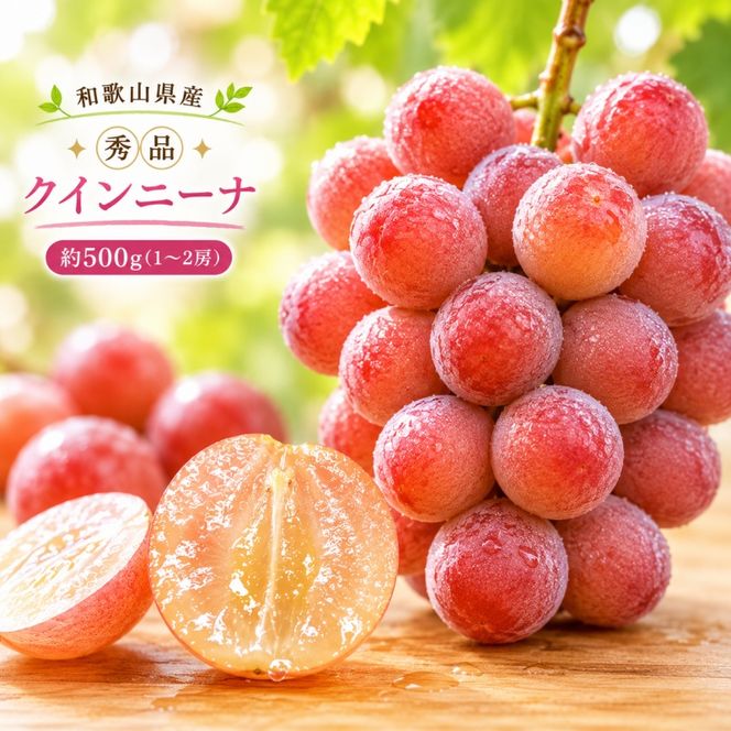 クインニーナ 約500g (1房～2房) 秀品 / ぶどう ギフト 贈答 旬 フルーツ 果物 和歌山 紀美野町産 ※2026年9月下旬～10月上旬に順次発送【frt502-r-0d5】