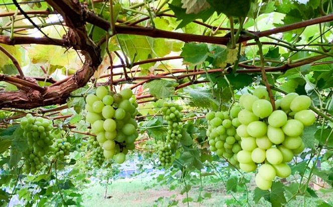 【先行受付】【糖度18度以上】 糸島産 シャインマスカット 2kg 【2026年8月中旬より順次発送】糸島市 / 和饗エコファーム フルーツ 果物[AVI007] シャインマスカット マスカット ぶどう ブドウ フルーツ 果物 甘い 高糖度