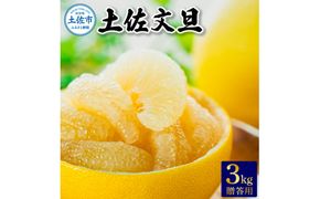 温室土佐文旦　贈答用3kg 先行予約〈2026年12月中旬より順次発送〉 ぶんたん ブンタン 柑橘 フルーツ 果物 贈答 ギフト 土佐 高知 やの一果彩 高知県 土佐市【やの一果彩】[BQAC011]