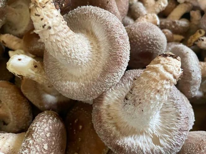 肉厚生しいたけ