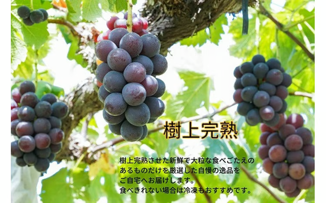 【2026年先行予約】 厳選 岡山県産 ピオーネ 1.0㎏以上 2房 / 産地直送 朝採れ ぶどう 葡萄 先行予約 真庭市 フルーツ 【kgftmt003-02】