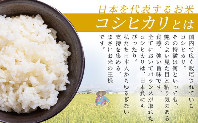 どぶろく工房香南 新米 コシヒカリ 約５㎏(令和7年8月収穫) - 国産 高知県産 精米 白米 お米 米 こめ コメ こしひかり ご飯 ごはん おにぎり 食品 どぶろく工房香南 高知県 香南市 常温 db-0039