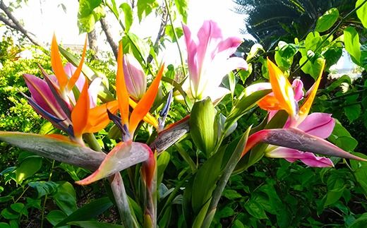 伊集農園がお届けする 極楽鳥花（ストレリチア）（約10本入り）- 産地直送 沖縄県産 生花 エキゾチック 贈り物 花 フラワー 新鮮 インテリア 沖縄県 八重瀬町
