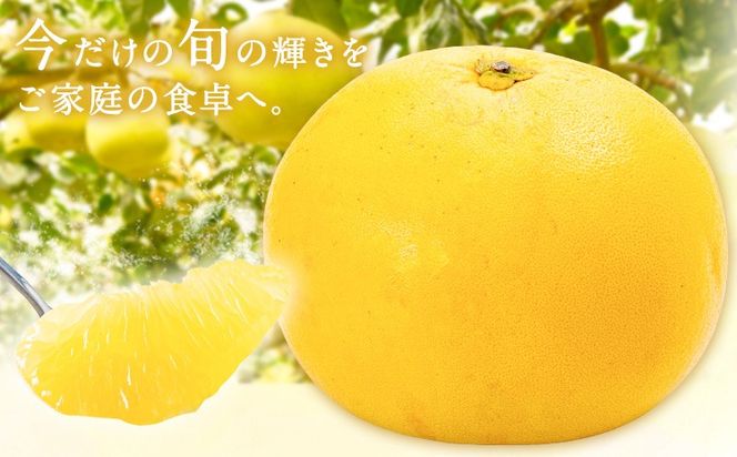 先行予約 晩白柚 約3kg 株式会社エフビーネット《12月上旬-1月下旬頃出荷》熊本県 氷川町 果物 フルーツ 熊本県産 ジューシー ばんぺいゆ バンペイユ---hkw_efn_5_3kg---