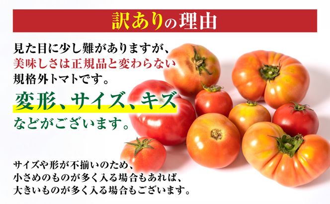 【先行予約】 訳ありトマト 約2kg トマト 野菜 やさい 新鮮 とまと 訳あり 特産品 熊本県 八代市 【2027年4月中旬より順次発送】