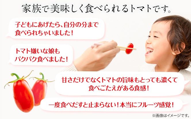 トマト とまと 高糖度トマト ZEPPIN PRM(プレミアム) 2kg 《120日以内に出荷予定(土日祝除く)》甘い トマト フルーツトマト ミニトマト 野菜 フルーツ ハウス フルーツ感覚 甘い おいしい---B-138a---