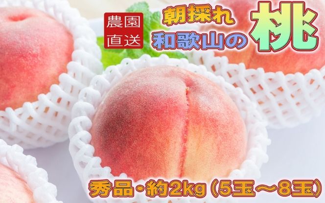 【農園直送】朝採れ和歌山の桃　約2kg・秀品【2027年度発送分】※2027年6月下旬～2027年8月上旬頃順次発送【tec910B】